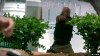 hawaii_five_0_s02e01_162
